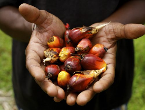 Palm fruit (Agriculture)