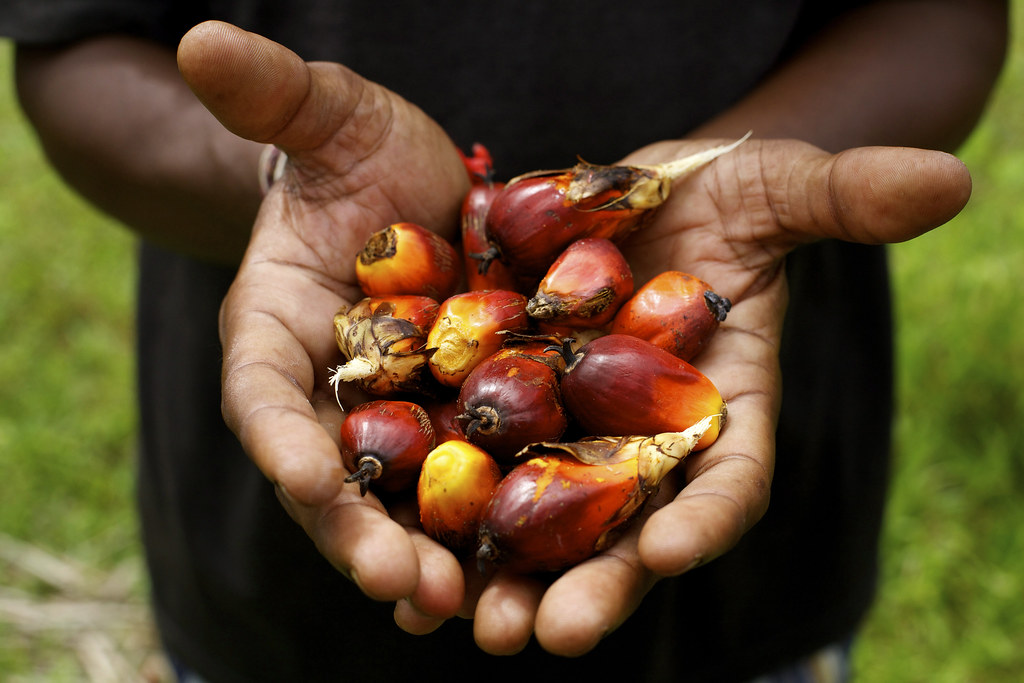 Palm fruit (Agriculture)